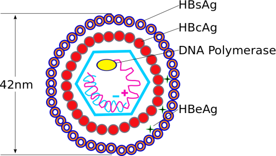 The HBV Particle
